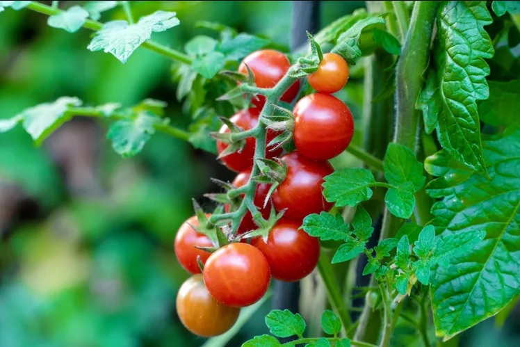 Tomato Long Island Garden Maintenance – Keep Your Landscape Thriving