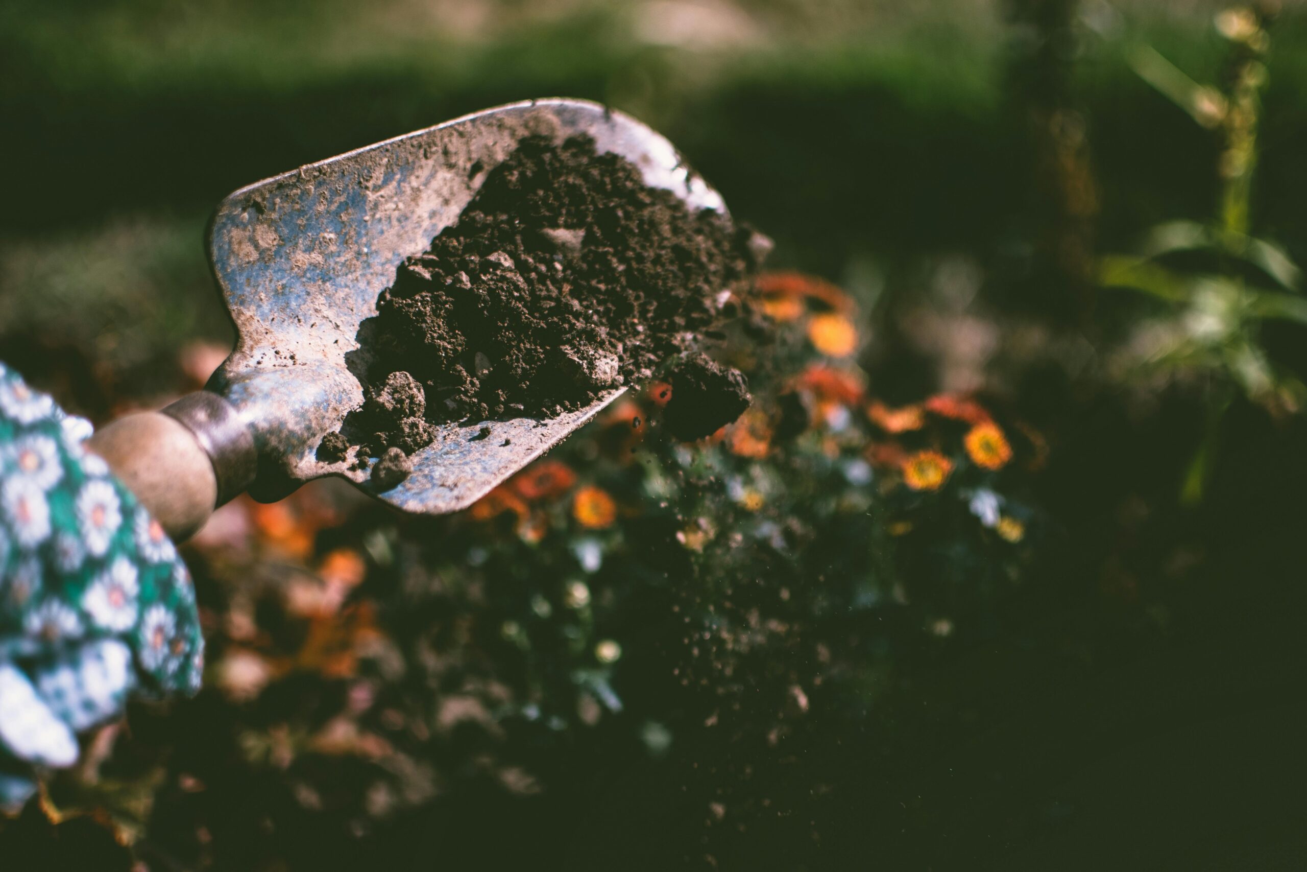 Lime vs fertilizer Long Island lawn care