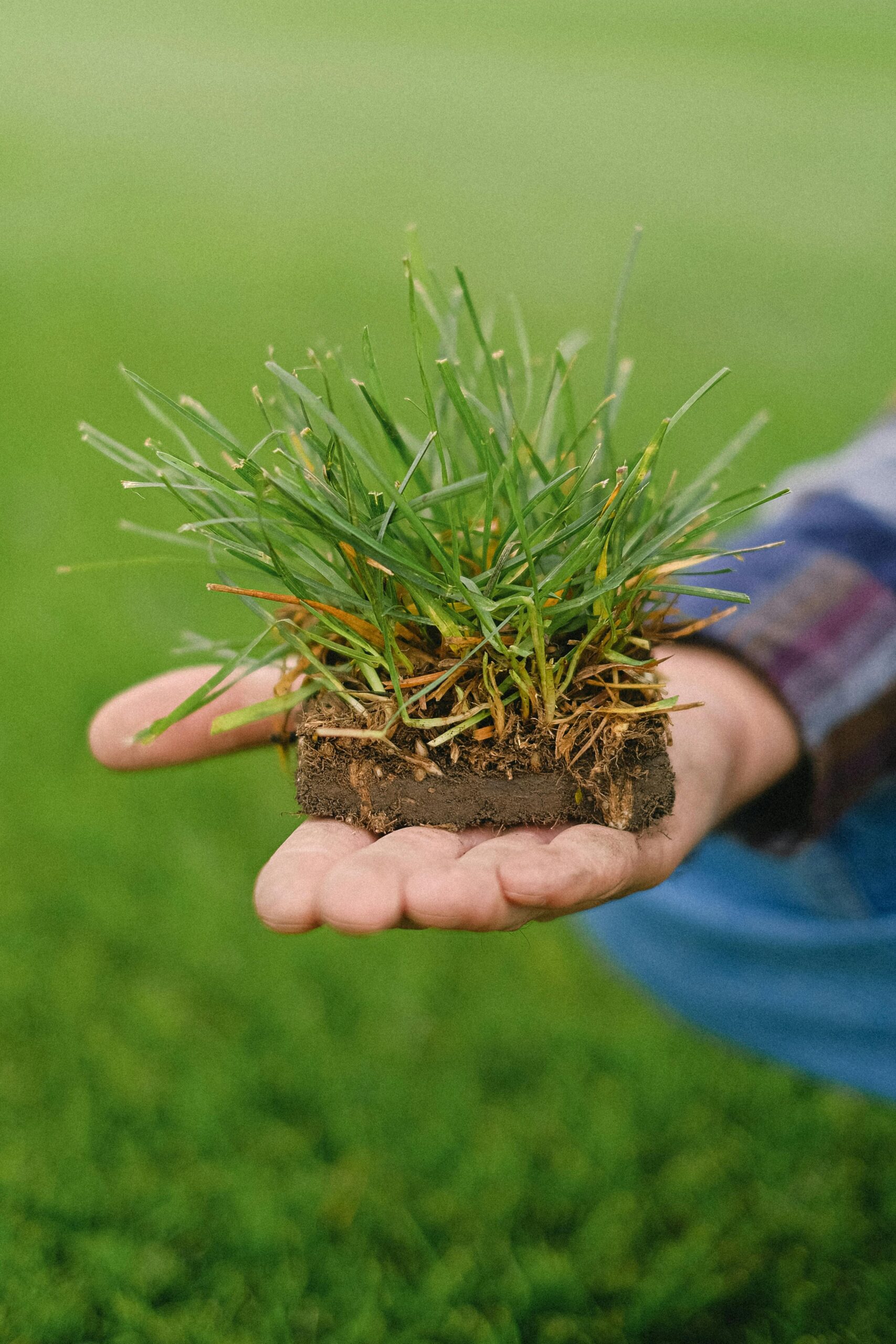 spring lawn care Long Island