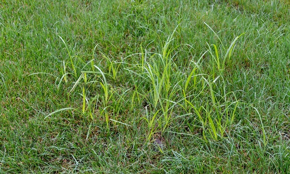 Nutsedge control Long Island